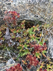 Hylotelephium cyaneum