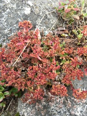 Hylotelephium cyaneum