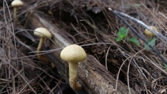 Gymnopilus