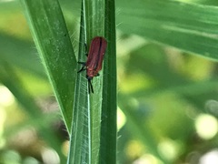 Pentispa suturalis