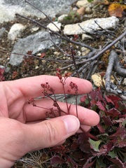 Micranthes punctata