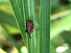 Pentispa suturalis