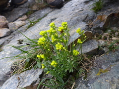 Draba incerta