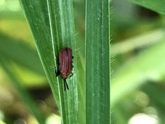 Pentispa suturalis