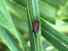 Pentispa suturalis