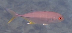 Caranx