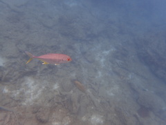 Caranx