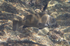 Girella elevata