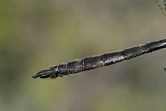 Somatochlora brevicincta