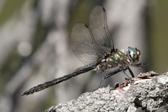 Somatochlora brevicincta