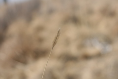 Setaria nigrirostris