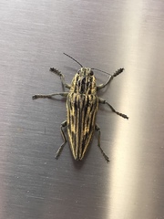 Chalcophora japonica