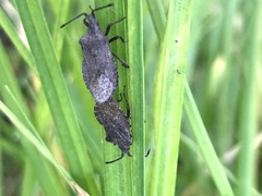 Villasitocoris inconspicuus