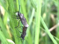 Villasitocoris inconspicuus