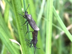 Villasitocoris inconspicuus