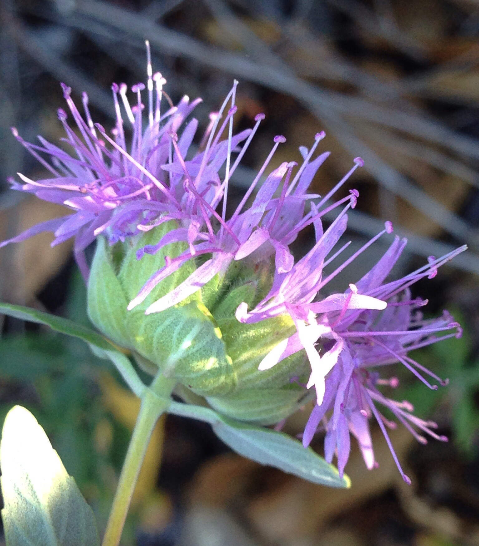 Monardella villosa