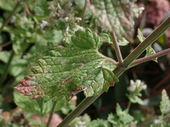 Nepeta cataria