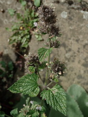 Nepeta cataria