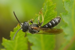 Halictus maculatus