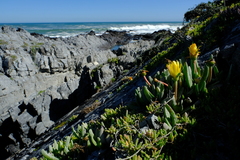 Cheiridopsis rostrata