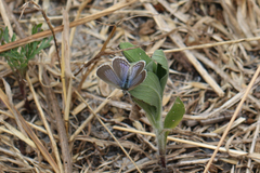 Zizina otis labradus