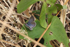 Zizina otis labradus