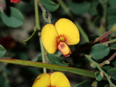 Bossiaea buxifolia