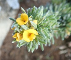 Pultenaea canaliculata