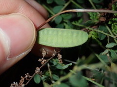 Bossiaea buxifolia