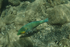 Halichoeres nicholsi
