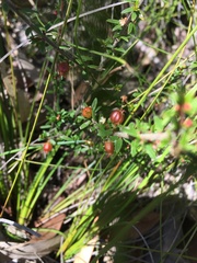 Micrantheum ericoides