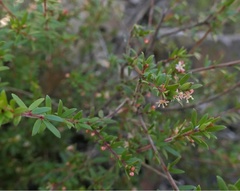 Micrantheum ericoides