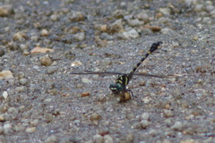 Paragomphus capricornis