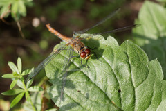 Sympetrum sanguineum