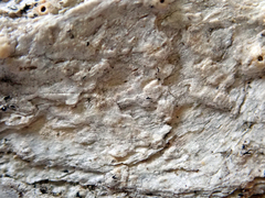 Thelotrema