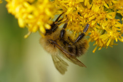 Bombus pascuorum