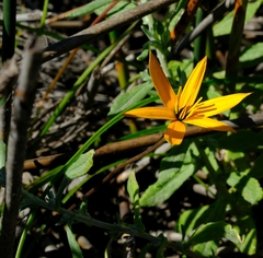 Pauridia linearis
