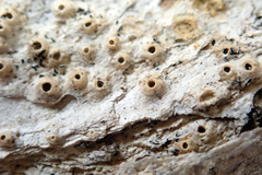 Thelotrema