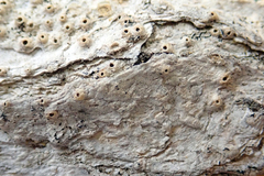 Thelotrema
