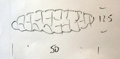 Thelotrema