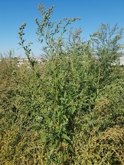Chenopodium album