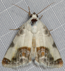 Acontia cretata
