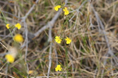 Goodenia stelligera