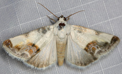 Acontia cretata