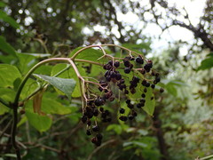 Sambucus nigra