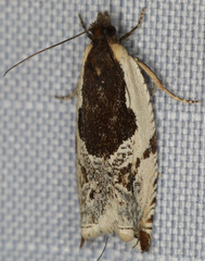 Ancylis columbiana
