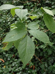 Sambucus nigra