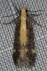 Aroga paraplutella