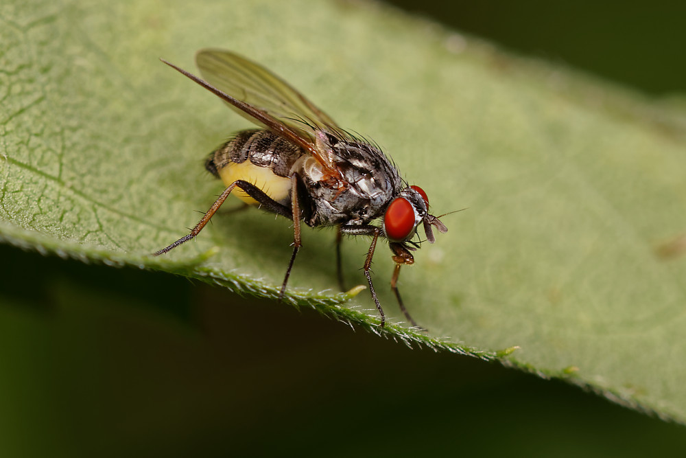 Emmesomyia socia