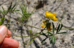 Lotononis involucrata